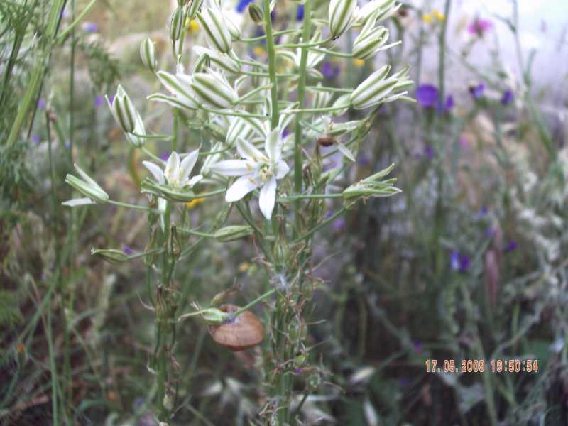 Loncomelos narbonensis